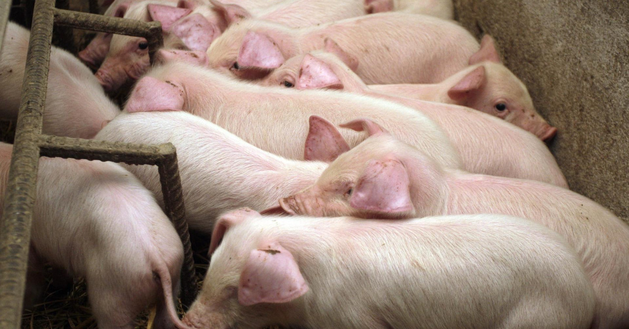 Afrička svinjska kuga u Bosni i Hercegovini, slučajevi potvrđeni samo šest kilometara od granice s Hrvatskom