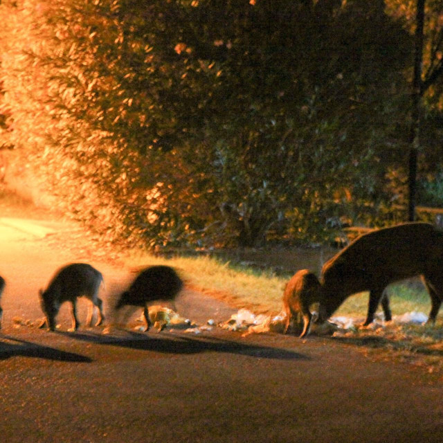 Ilustrativna fotografija