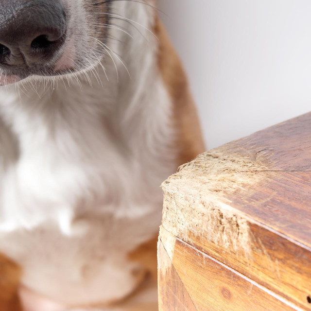 Izgrižen namještaj (ilustracija)