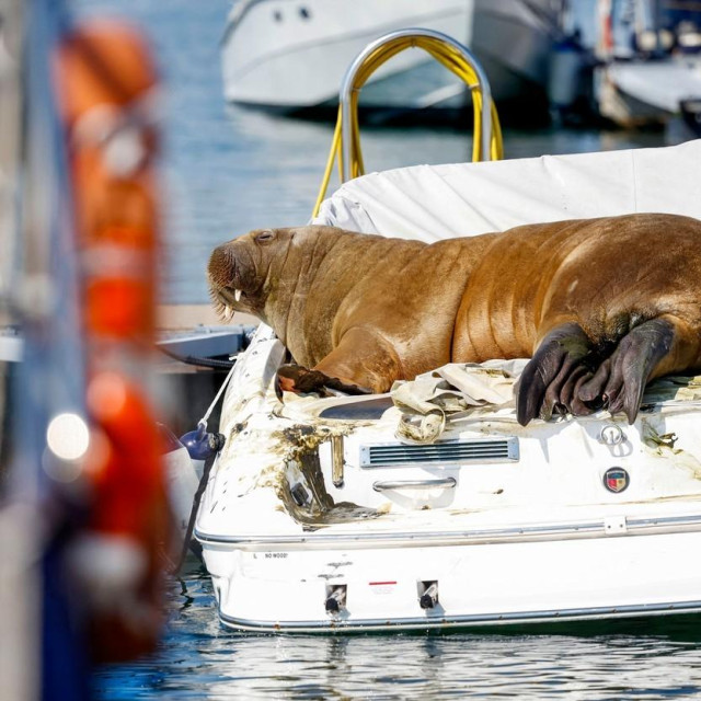 Ilustrativna fotografija