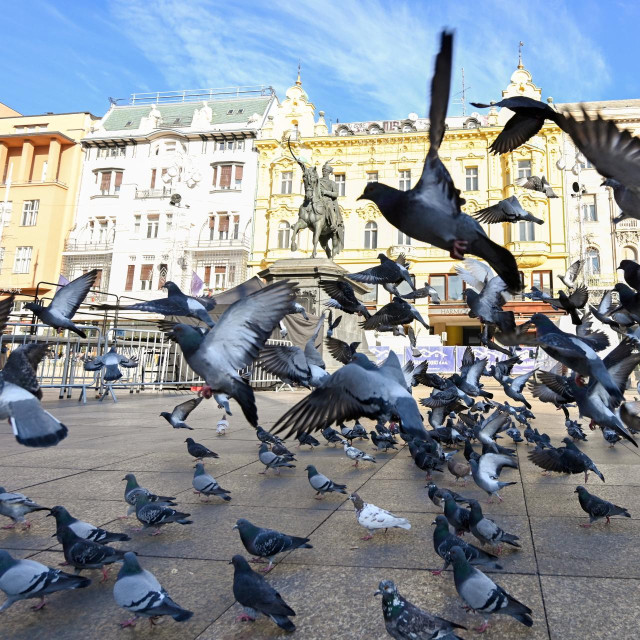 Ptice, ilustrativna fotografija