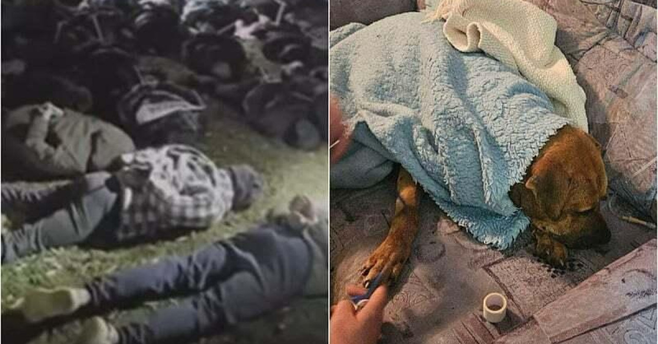 Šokantna snimka iz Dervente: Razbijen lanac ilegalnih borbi pasa, pronađeni leševi. Među uhićenima i Hrvati