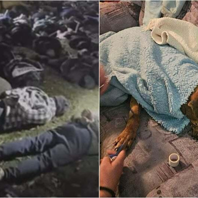 Privedeni na podu i ozlijeđen pas