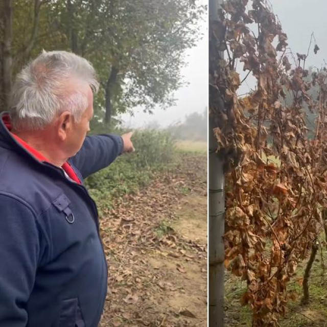 Prepiljeni trsovi u Podravini