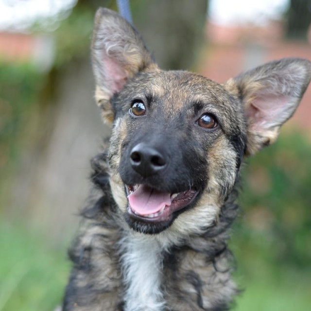 Pas Fleki traži dom