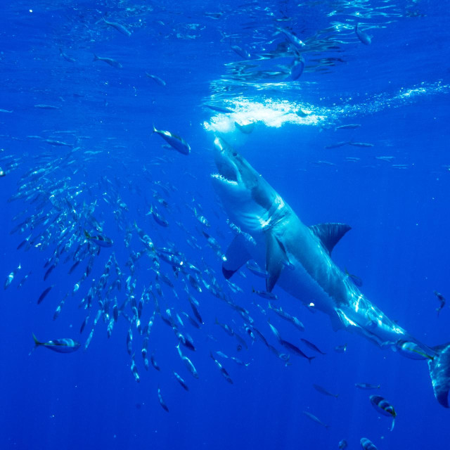Hrana određuje kretanje velike bijele