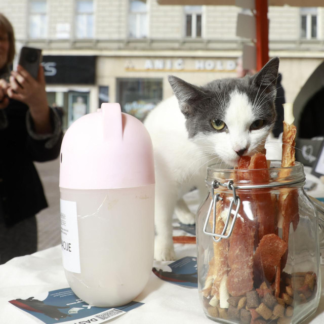 Prizor s akcije ‘Udomljavanje je fora‘, ilustrativna fotografija