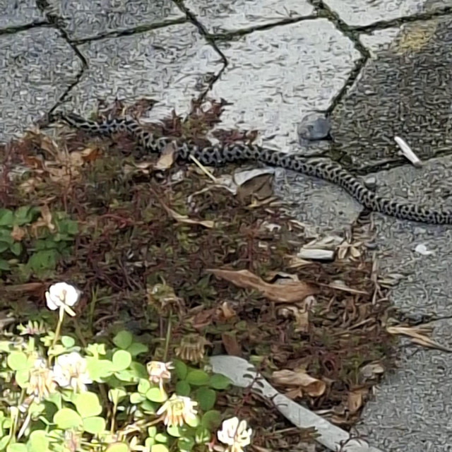 Kravosas na Trešnjevci