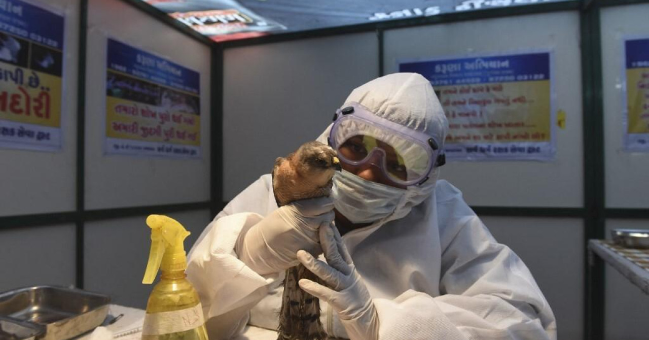 V Nemčiji močno poraslo število primerov ptičje gripe