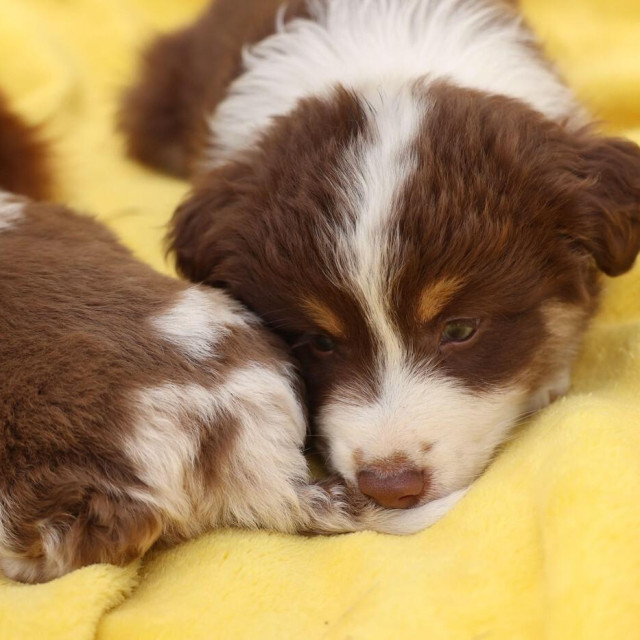 Ilustrativna fotografija