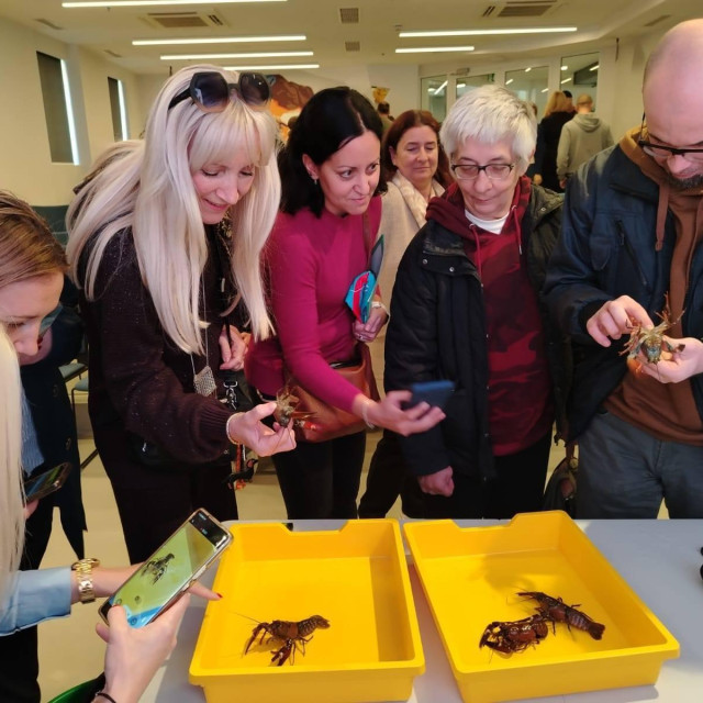 Promatranje signalnih rakova