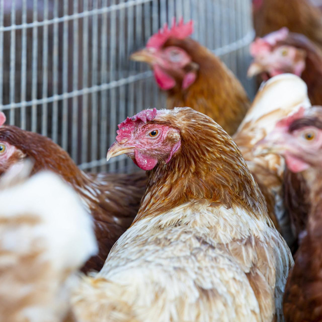 Ilustrativna fotografija