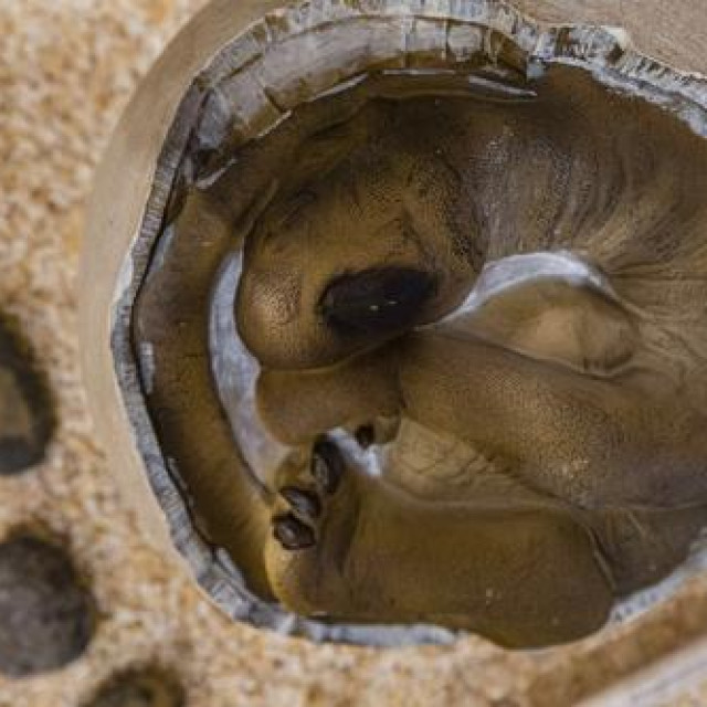 Ilustrativna fotografija