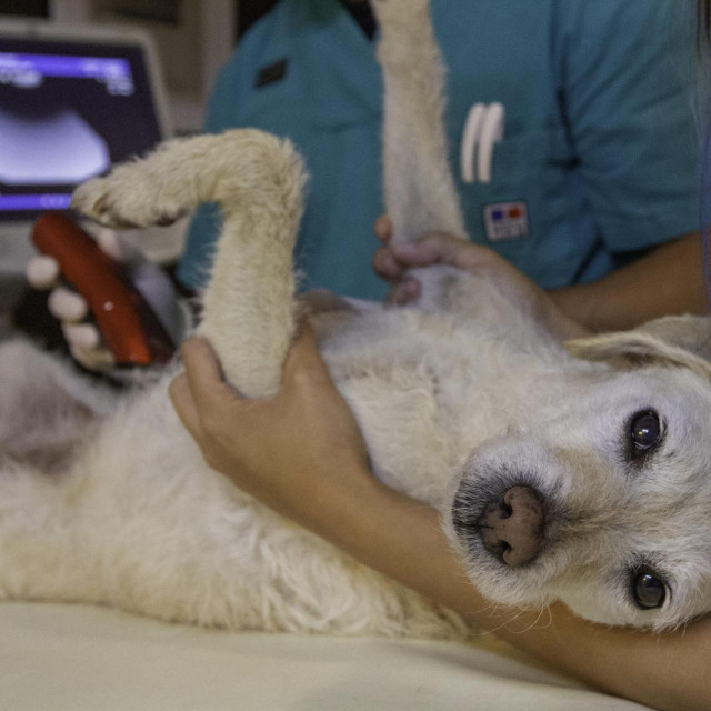 Ilustrativna fotografija