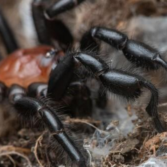 Ilustrativna fotografija