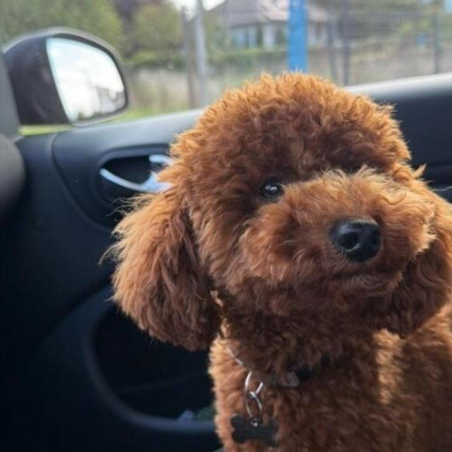 Prema Rimčevim riječima, vlasnici hotela nisu pokazali spremnost na suradnju, odbijaju dati pristup snimkama nadzornih kamera