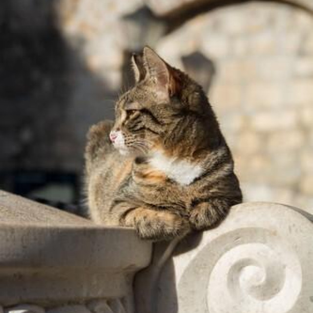Mačka u Kotoru, ilustrativna fotografija