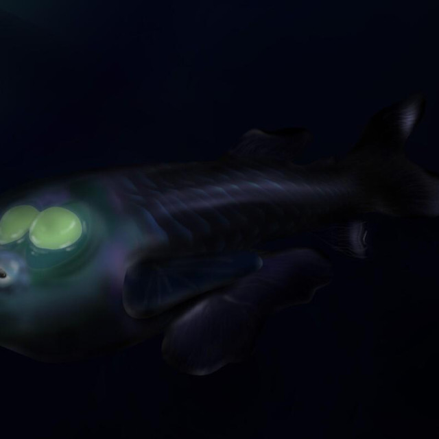 Ilustrativna fotografija