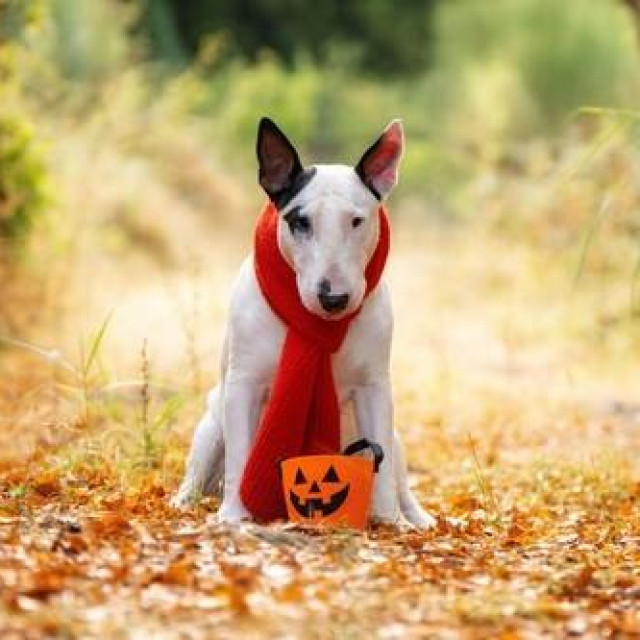 Ilustrativna fotografija