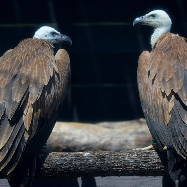 Ilustrativna fotografija




 