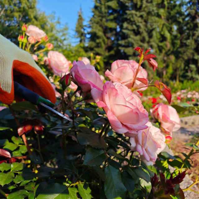 Jesenska briga za proljetni procvat ruža.