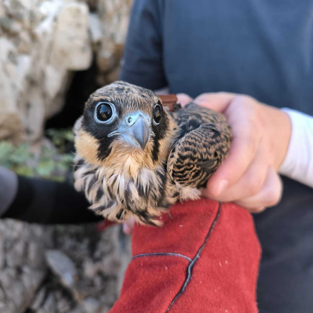 Gvido – mladi Eleonorin sokol na svom putu prema Africi