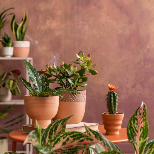 Sobne biljke u interijeru