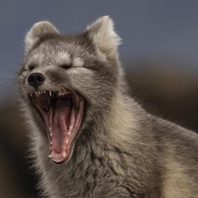 Ilustracija, zijevanje