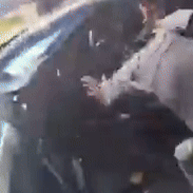 Uhićenje Miše Bačulova