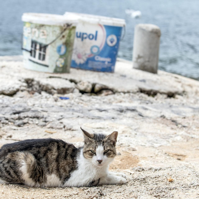 Slobodnoživuća mačka, ilustrativna fotografija
