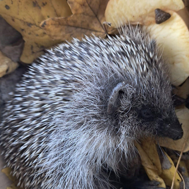 Maleni jež star je svega dva mjeseca