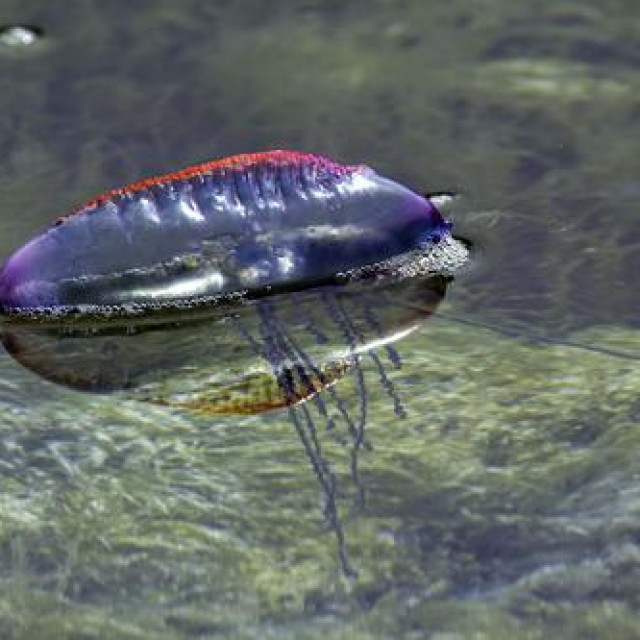 Portuguese Man O‘ War (Physalia physalis)