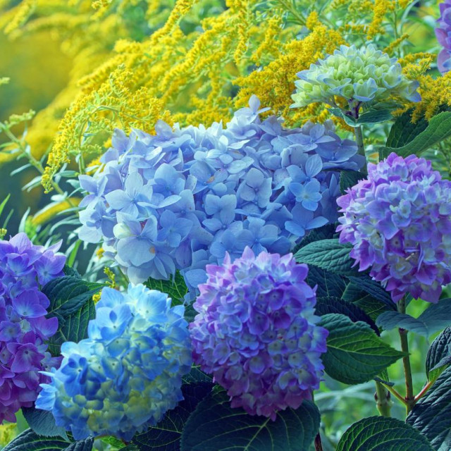 Hortenzije koje cvjetaju na novim izraslinama mogu se orezivati dok miruju, ali najbolje vrijeme za to je kasna zima ili rano proljeće.