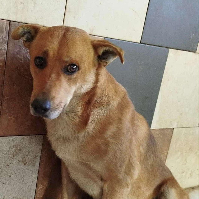 Jedan od spašenih pasa