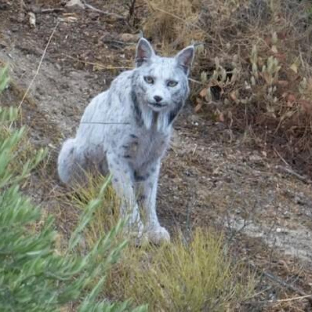 Ženka neobične boje krzna