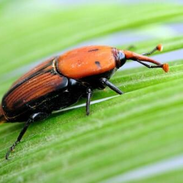 Palmina pila (Rhynchophorus ferrugineus)