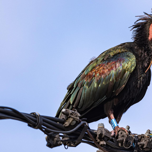Nova, ćelavi ibis koji je kratko boravio u našoj zemlji, ilustrativna fotografija
