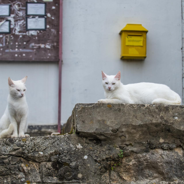 Ilustrativna fotografija