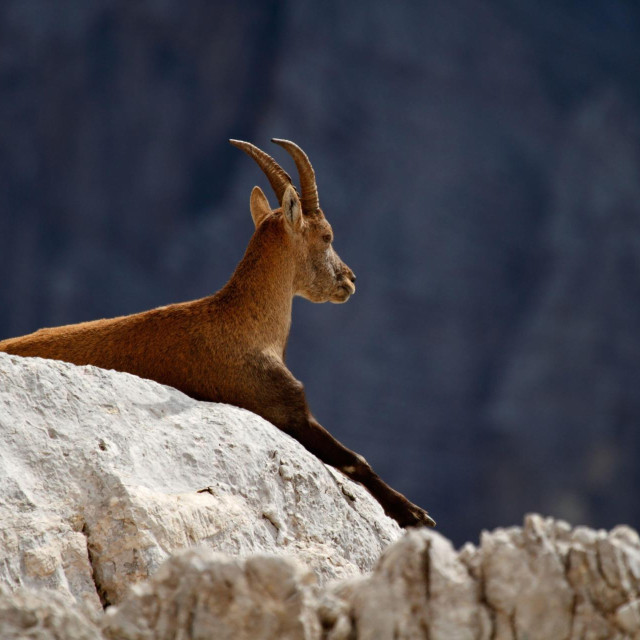 Ženka alpskog kozoroga snimljena u Julijskim Alpama u Sloveniji