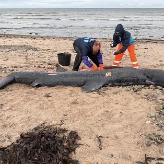 Golema psina na plaži