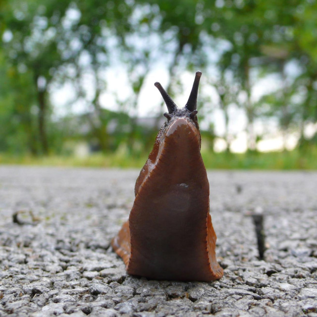 Puž, ilustrativna fotografija