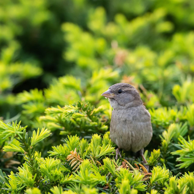 Vrabac, ilustrativna fotografija