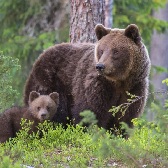 Smeđi medvjed, ilustrativna fotografija