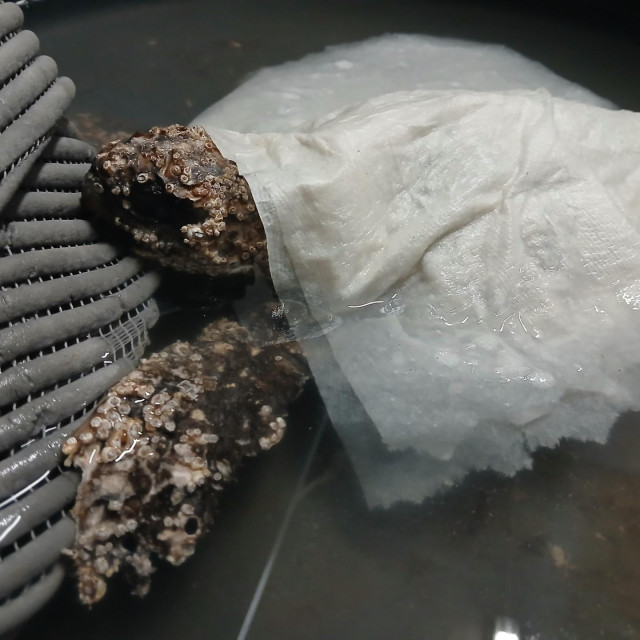 Jedna od želvi koje je akvarij primio ovog ljeta, čije je tijelo obraslo rakovima vitičarima