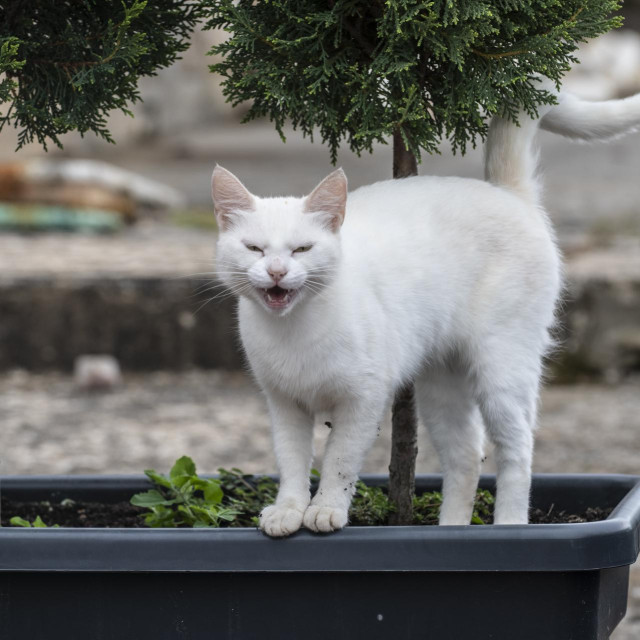 Ilustrativna fotografija
