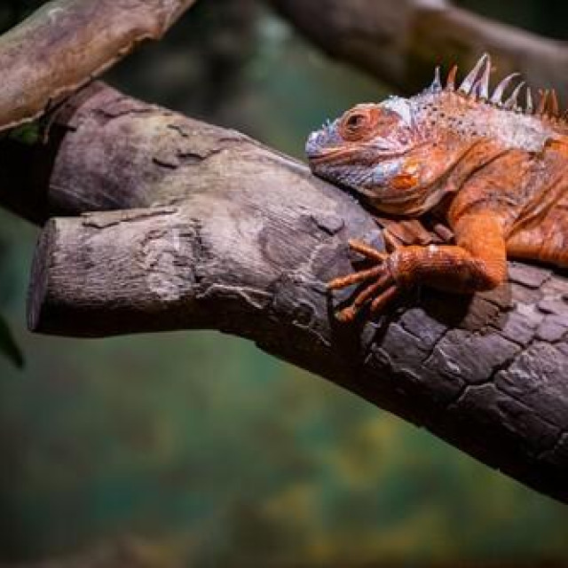 Iguana, ilustrativna fotografija