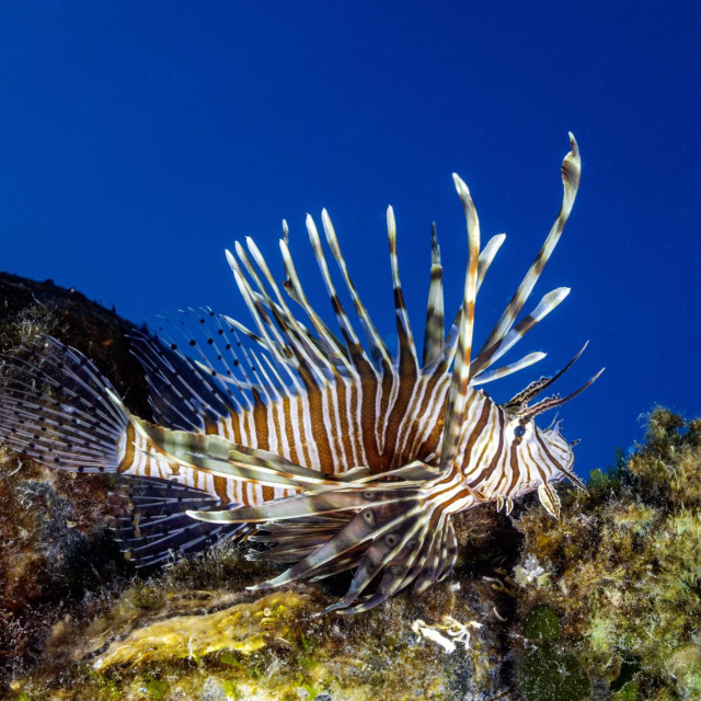 Vatrenjača je jedna od invazivnih vrsta, ilustrativna fotografija