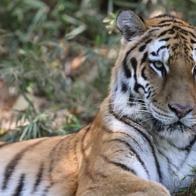 Ilustrativna fotografija