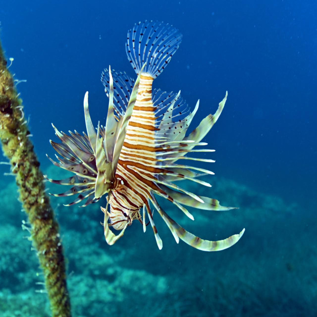 Vatrenjača, ilustrativna fotografija