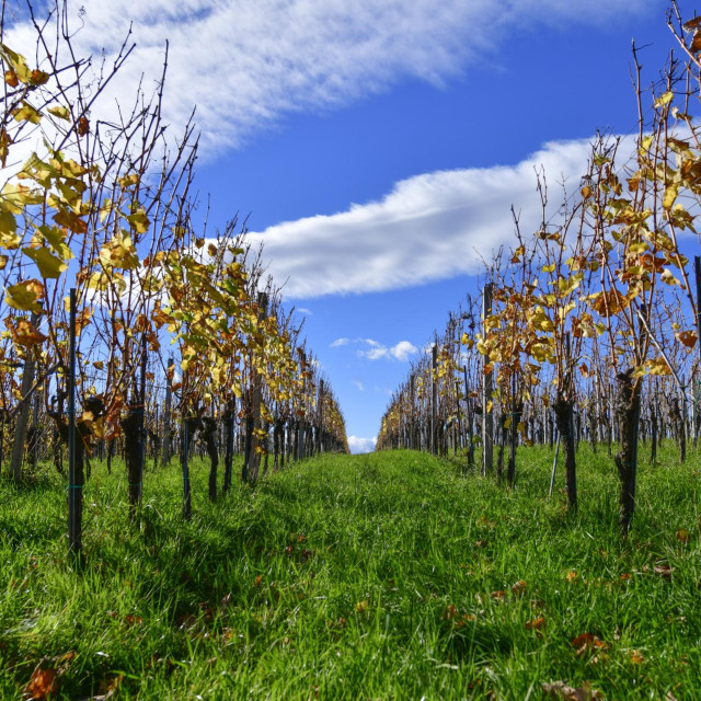 Pogled na vinograde/ Ilustrativna fotografija